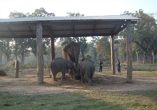 chitwan national park