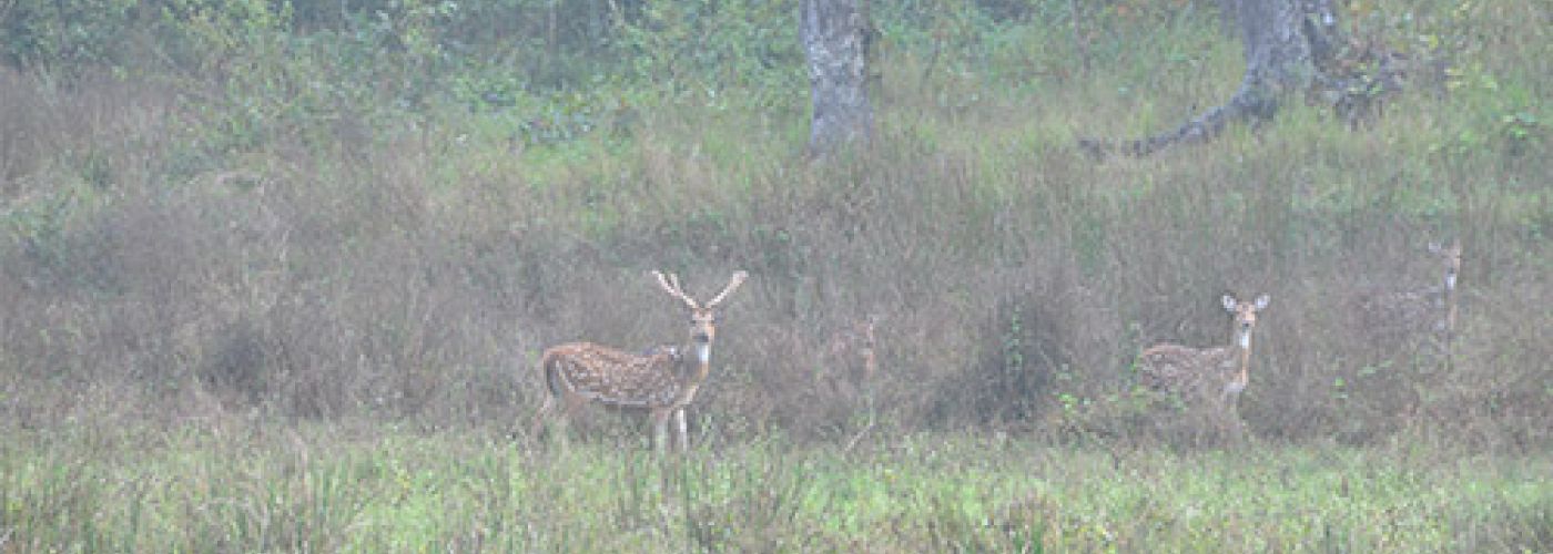 koshi tappu