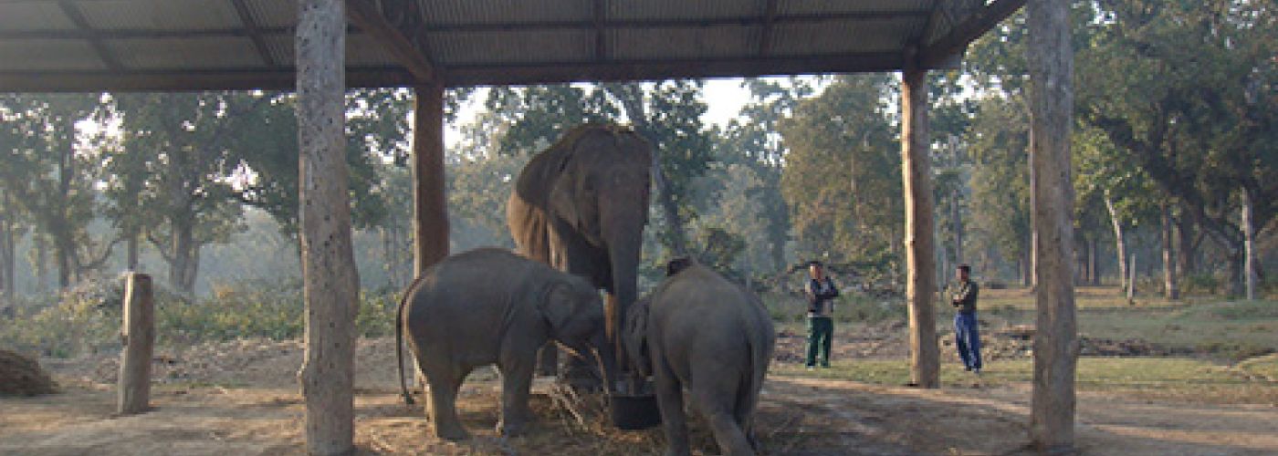 chitwan national park